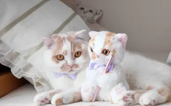 ちくわ柄の甘え猫「ホイップ」のぬいぐるみとコスメ雑貨が登場