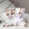 猫のホイップ