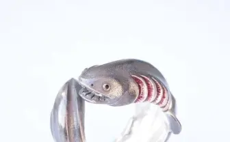 深海生物メンダコやラブカのアクセサリー「少しでも多くの人に深海の魅力を」