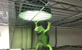 いざ「元気玉」を放たんとするイグアナ、飼い主のいないところで練習してた説