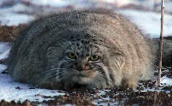 NHKが猫の日ウィーク「世界ネコ歩き」など猫番組を集中放送