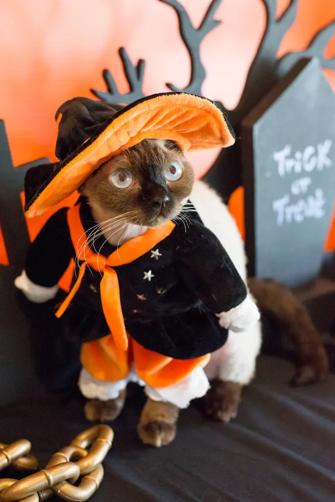 【写真】猫と過ごすハロウィン最高　仮装したニャンニャンに笑みが止まらない