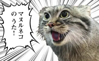 「マヌルネコのうた」MVが癖になる　ネコ好き映像作家のプレゼンで実現