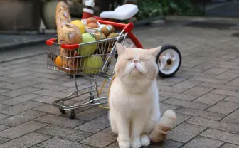 「ねこ休み展」静岡パルコに凱旋 ネコと一緒に春が来るニャ🐾