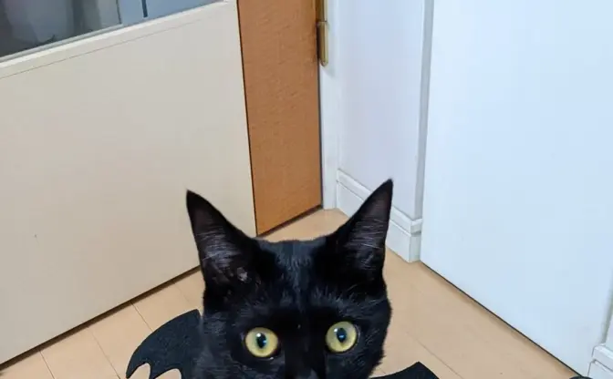 これが使い魔ニャン！ 黒猫が100均ハロウィングッズを装備した結果