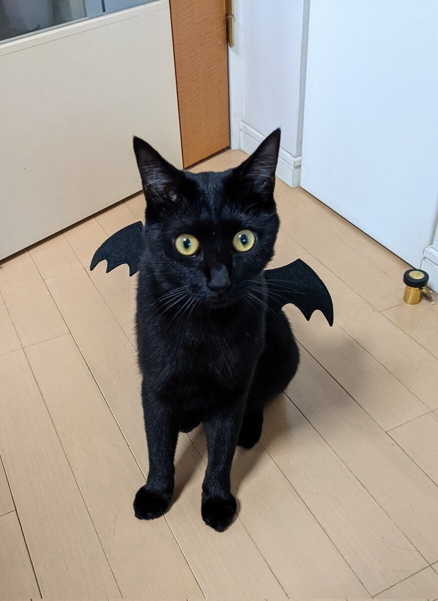 Amazon.co.jp: 810-① つまみ細工 ハロウィン黒ねこちゃん 6個