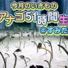 チンアナゴ51時間生中継＠すみだ水族館【今月のいきもの】