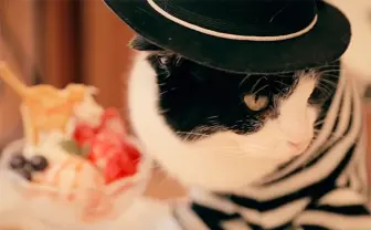 もし猫が女子会をやってみたら…　繰り広げられる猫女子トークに心が和む