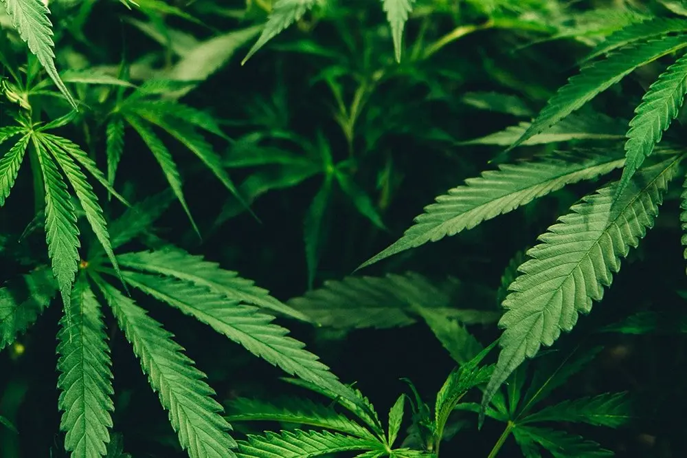 オーストラリア、首都含む一部地域で大麻合法化　今後の世界の流れとは