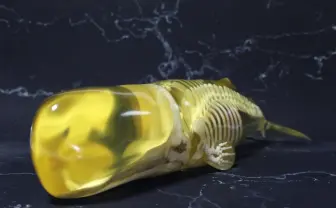 骨格すけすけなマッコウクジラのフィギュア　その意外な制作方法とは？