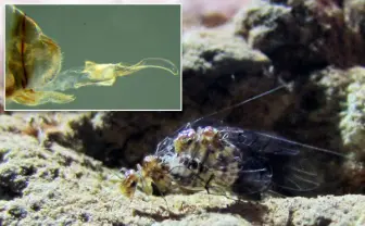 THE・生命の神秘！ 雌が雄に挿入して交尾する昆虫を発見