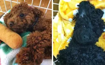 犬の間でもキラキラネームが大流行!? 「犬の名前ランキング2013」