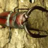 ミヤマクワガタ、ノコギリに敗れ激減！対戦成績79勝40敗「虫相撲」で判明
