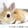 モフモフすぎる写真展「うさぎしんぼる展」SNSで人気のうさぎも登場