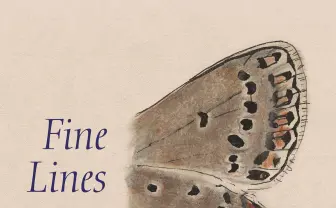 『ロリータ』ナボコフの描いた蝶のデッサン画集　蝶の研究家としての側面