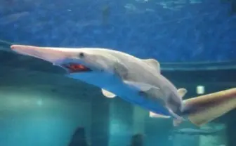 悪鬼・ミツクリザメ11尾、シーパラに緊急出現