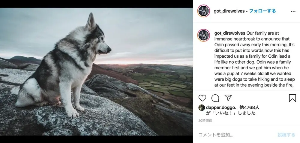 『ゲーム・オブ・スローンズ』でダイアウルフ「サマー」演じたハスキー犬が死去