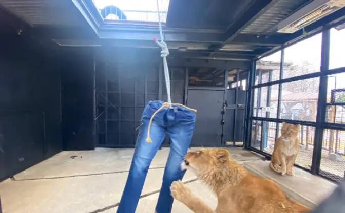 ライオンダメージジーンズ...？ 動物園ならではのユニークなアイテム