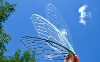 「セミ」をうちわに　透き通る美しさで清涼感が倍増