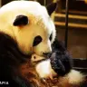 2014年に生まれた赤ちゃんパンダ
