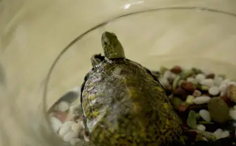 『カメ止め』制作陣の新作が今夏公開　キーワードは三角関係と復讐と…