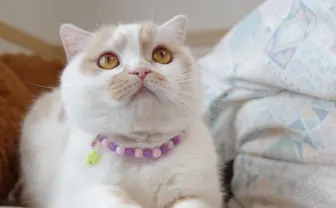「ねこ休み展」が2年ぶり札幌で スター猫たちの可愛すぎる作品250点