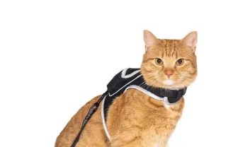 ゲーム『STRAY』の猫になりきり！ キャットハーネスの再現度が高いニャン