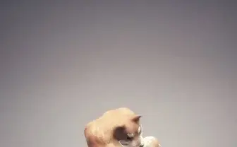 豪腕右フックの柴犬、バズる→光速でフィギュアになる