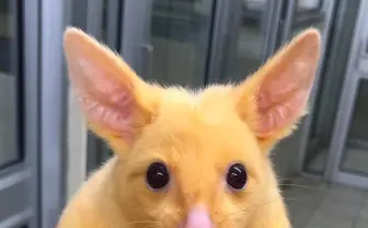 ピカチュウをつかまえた! 病院に運び込まれたフクロギツネに騒然