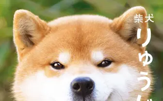 柴犬りゅうじの初写真集　愛嬌たっぷりの表情にノックアウト
