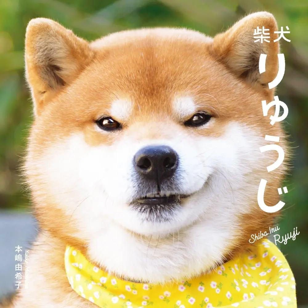 柴犬りゅうじの初写真集　愛嬌たっぷりの表情にノックアウト