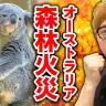 【拡散希望】ヒカキンと一緒にオーストラリア森林火災の被災地に募金しませんか？【コアラを助けたい】【寄付の方法】