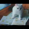 【ねこ動画】可愛いのに泣ける！　猫たちがお婆ちゃんを喜ばせるために内緒で勉強