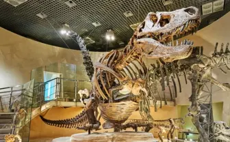 国立科学博物館のクラファン、1日余りで3億9000万円を突破　資金難でSOS