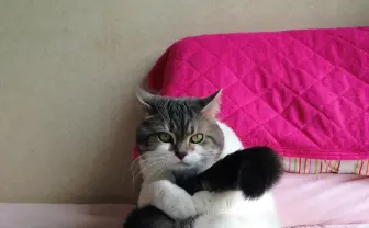 猫カフェだけじゃない! これから行ける猫好き必見のねこイベント5選