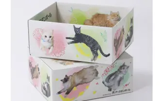 「猫だらけダンボール」は良いぞ　配送業者も笑顔になる幸せの箱