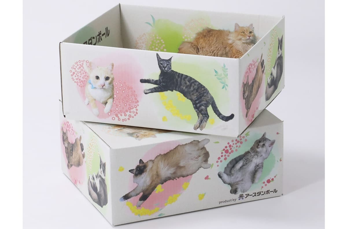 猫だらけダンボール」は良いぞ 配送業者も笑顔になる幸せの箱 - KAI-YOU