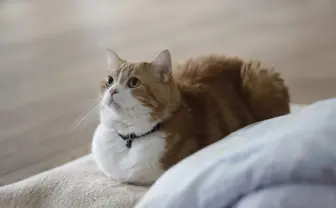 写真集『相撲部屋の幸せな猫たち』 力士たちと暮らすにゃんこの日常