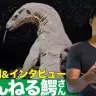 【動画】驚愕！ 80種を飼育する生物系YouTuber「ちゃんねる鰐」の自宅訪問