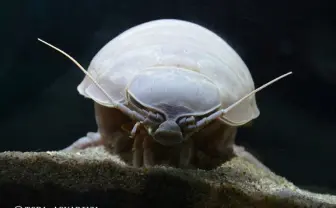 【画像注意】死亡したダイオウグソクムシ、飼育員による解剖記録を公開