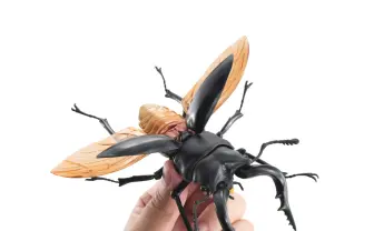 かっけえクワガタたちが躍動　ガシャポン「生きものシリーズ」夏の最新作