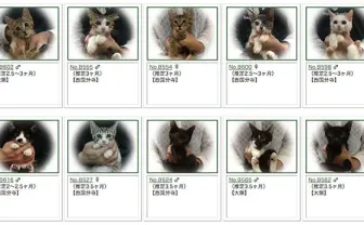 保護された猫による猫カフェ　200匹以上の里親を募集中