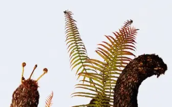 「ウルトラ植物博覧会」 世界中の希少植物を集めたプラントハンターの展覧会