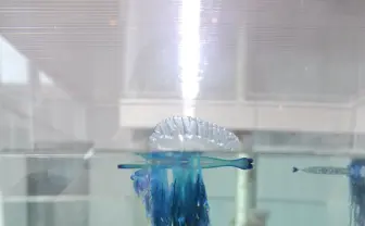 【猛毒】夏の海…電気クラゲだ　美しきカツオノエボシが水族館で展示中👀