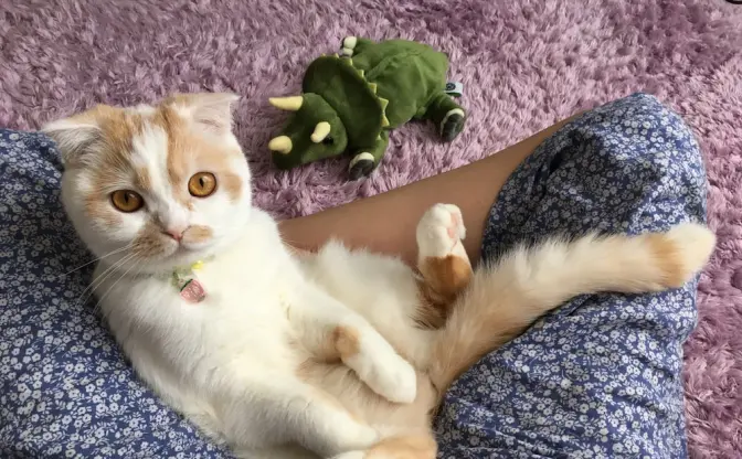 「ねこ休み展」が横浜に　年末年始は癒やされたっていいじゃにゃい