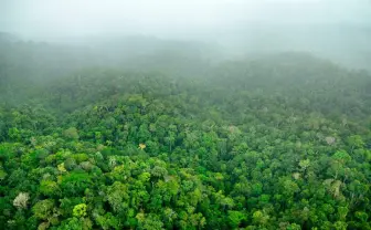 南アメリカで60種類の新種生物を発見！ 奇妙な昆虫やカエル、ヘビらが公開