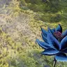 Black Lotus - WALLPAPERS | MAGIC: THE GATHERINGより