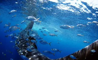 水中写真家 戸村裕行の初個展　世界中の美しい海の生き物たち