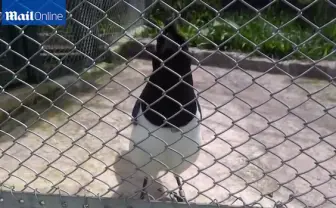 完全に一致！ ブラジルの鳥の鳴き声がレトロゲームっぽい事案発生