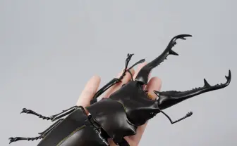 海洋堂「リボジオ」にギラファノコギリクワガタ　世界最大の巨躯が堂々登場